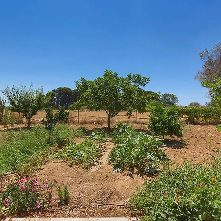 Dei Primi By Barbarhouse